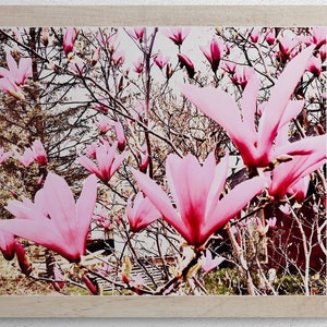 Zwei verschiedene original Optionen von Art Photography Drucke von LMAB. " PINK WALD" Neu: 12 Postkartenpäckchen."