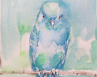 Budgie