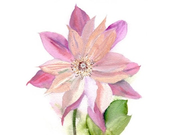 Watercolor flower, pink Clematis. Art print.