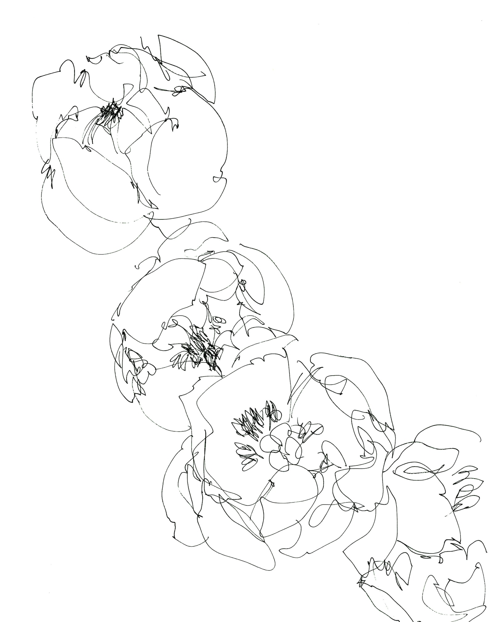 Printable Hand Drawn Peonies, Printable Artwork, Wall Decoration ...