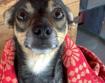 All Natural Handcrafted Dog Shampoo Bar Gentle Dog Soap Dog Grooming Dog Sensitive Skin