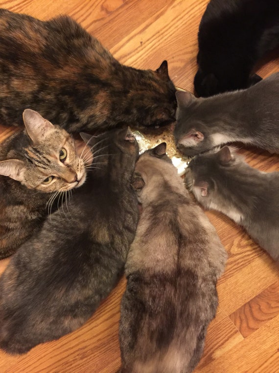 Natural dewormer for clearance kittens