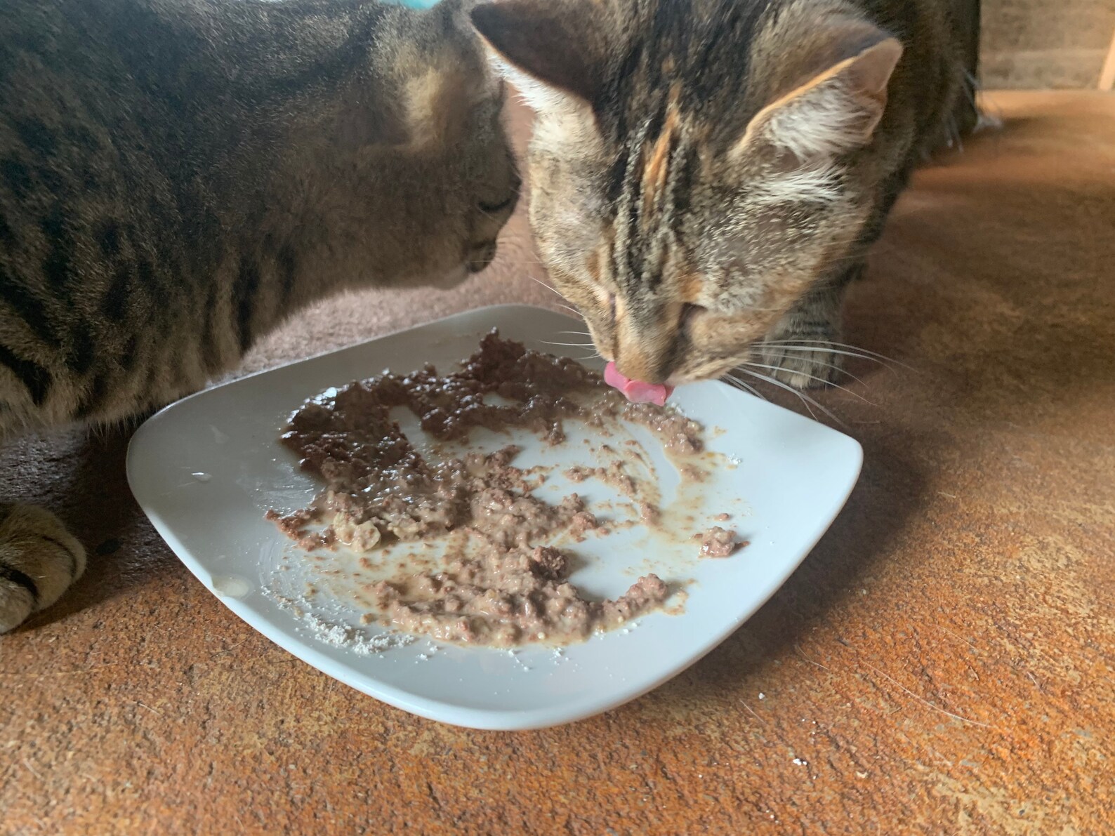 Natural Cat and Kitten Dewormer Diatomaceous Earth and Herbal Etsy