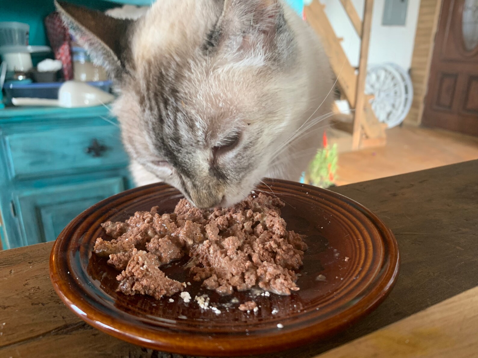 Natural Cat and Kitten Dewormer Diatomaceous Earth and Herbal Etsy