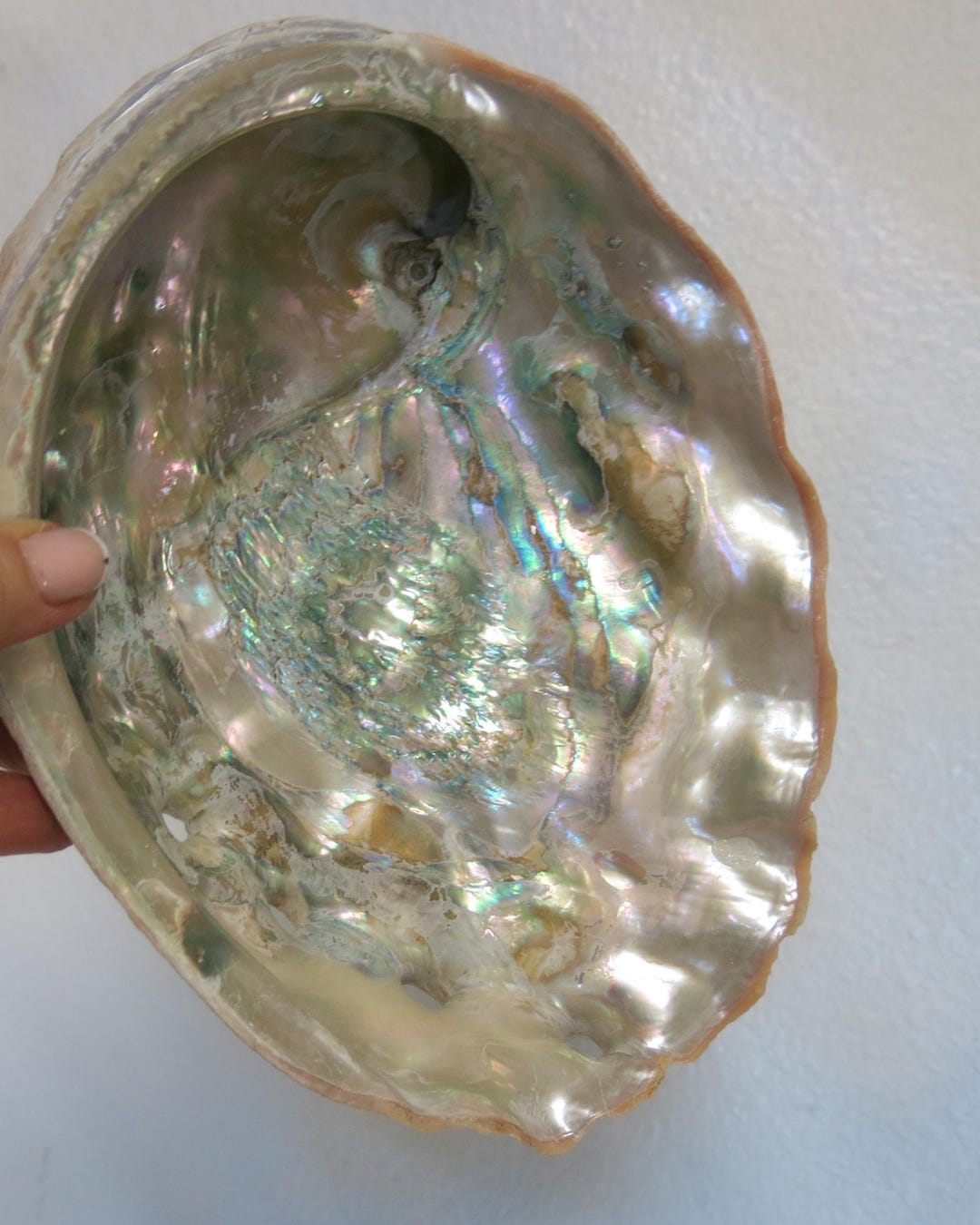 Red Abalone Shell Pattern Vintage 1950s Red Abalone Shell - Large Untreated Seashell - Etsy