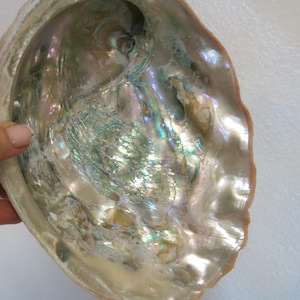 Peut inclure: Coquille d'ormeau avec un intérieur irisé et nacré. La surface de la coquille présente une gamme de couleurs, notamment des verts, des bleus et des roses. La texture de la coquille semble lisse et polie, avec une forme naturelle et organique.