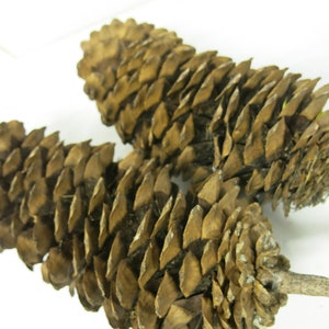 Sugar Pine Cone Extra Large Rare Giant Pine Cones Set of Two 18&quot;