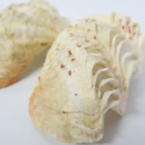 Clam Shell Tridacna Ruffled Clam Shell Full Shell 2 Sides 7&quot;