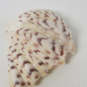 Clam Shell Tridacna Ruffled Clam Shell 6&quot;