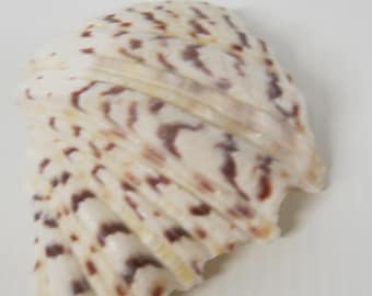 巨大なシャコガイの殻：天然の海の装飾品、工芸品オーナメント（18