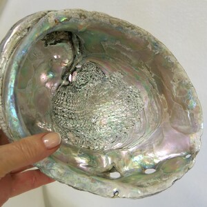 May include: Iridescent abalone shell with a pearlescent sheen, displaying shades of green, blue, and pink. The shell's interior features a textured, silvery-white surface. The outer edge has a rough, natural texture.