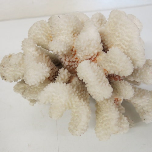 Vintage Branch Coral White shops Coral Specimen