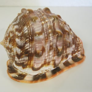 Grote Seashell Cameo Bullmouth-helm Seashell 6&quot;