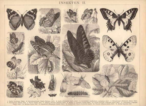 1884 Schmetterlinge Motten Und Raupen Antike Grafik Etsy