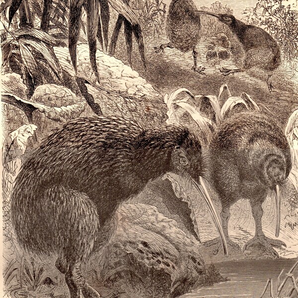 Uccello kiwi 1869, antichi Print, Nuova Zelanda, Apteryx australis, illustrazione di uccelli, ornitologia Print, storia naturale Brehms uccelli Print