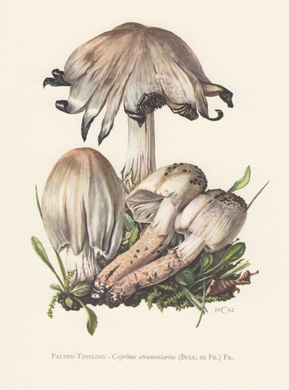 1962 Ink Cap Mushroom Antique Print Vintage Lithograph | Etsy