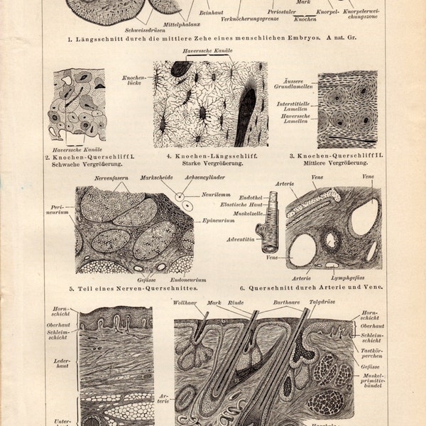 Anatomia del 1894 di antiquariato Print, biologia, medicina, tessuto cellulare, corpo umano, tessuto epiteliale, pelle, tessuto nervoso, cella, litografia tedesco