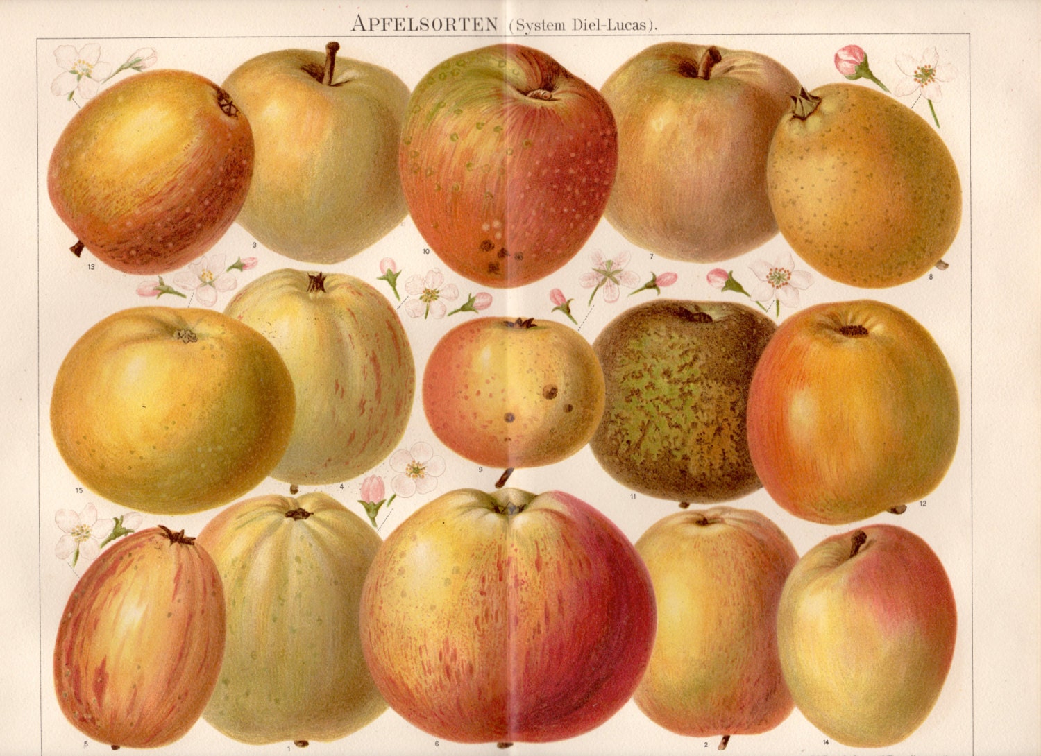 Old Apple Varieties Australia
