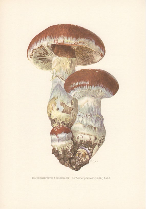 1963 Goliath Webcap Mushroom Antique Print Vintage | Etsy