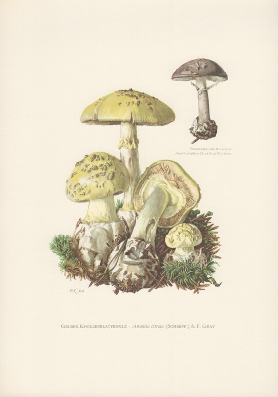 1964 Mushrooms Illustration Amanita Citrina Fungi Old | Etsy