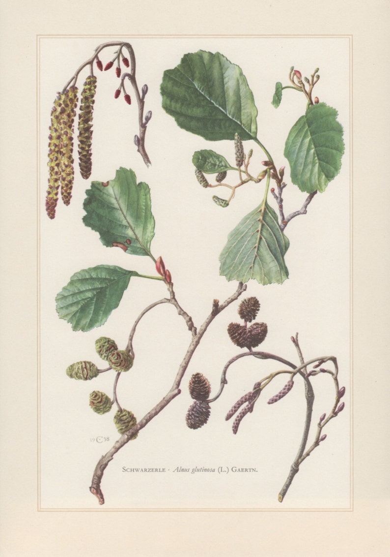 Как нарисовать ольху карандашом