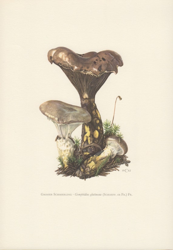 1962 Mushroom Print Fungi Illustration Gomphidius | Etsy