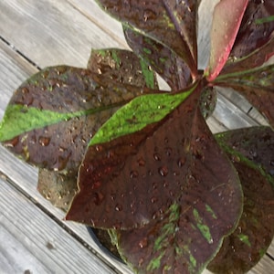 May include: Overhead view of a plant with large, dark burgundy leaves with green and red accents. Water droplets are visible on the leaves, which are arranged in a circular pattern. The plant is in a black pot, set against a weathered wooden surface.