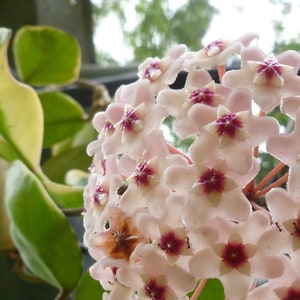 Hoya carnosa ROOTED Wax Flower, Leaves Green OR Variegated, Trailing Hoya Needs shade, Approx 8-10" long Grows and makes a beautiful flower!