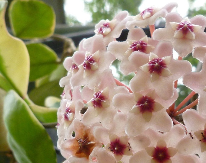 Pianta Sospesa Hoya Carnosa Rubra (Fiore Di Cera) In Vaso 14cm - Fioriera Da Appendere