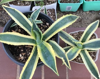 Agave Americana Variegata, various sizes, Various sizes, Beautiful Focal Point, Drought Resistant & Sturdy Succulent    :)