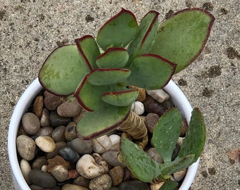 Mint Truffle, Cuttings & Plants, Cotyledon, Various sizes, Sent bare root, Sturdy and Drought tolerant with red edges