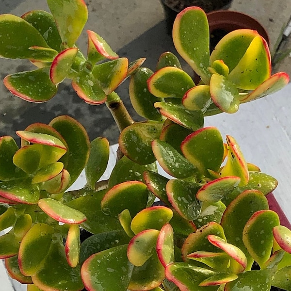 Crassula Sunset, JADE plant,  Green with Yellow Coloring, Healthy & Rooted Plant, With Yellow 5-star flowers, Fast growing succulent