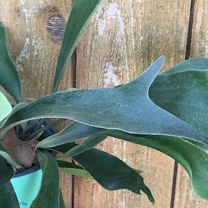 May include: A green staghorn fern plant growing in a turquoise pot, mounted on a wooden wall.