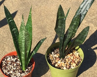 Snake Plant Sansevieria, 14” tall, Shade plant, NASA approved to clean air, shown in Gal size pot, Rooted, Healthy, and Easy to grow!