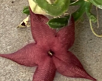 Starfish Flower Stapelia Orbea, Cuttings Drought Tolerant Unusual Succulent with NO thorns- Several sizes available