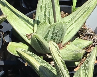 Aloe Gasteria Little Warty, two color Salmon pink and green flowers, Rooted, Sturdy and Healthy, Various Sizes