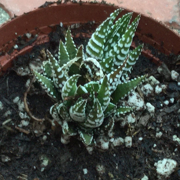 Set of 2, Zebra Aloe, Shade Plant Rooted Drought Resistant Haworthia attenuate plant, NASA Approved to clean air in home and office