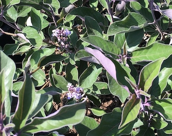 Vitex Trifolia Fascination, Arabian Lilac, Shrub Tree, Live plant Rooted Perenial, Dark and Beautiful Purple & green sided colorful leaves!