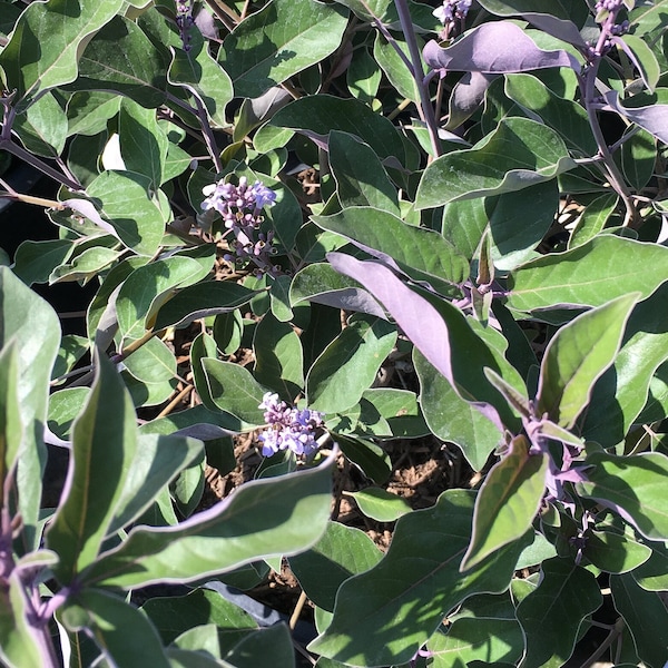 Vitex Trifolia Fascination, Arabian Lilac, Shrub Tree, Live plant Rooted Perenial, Dark and Beautiful Purple & green sided colorful leaves!