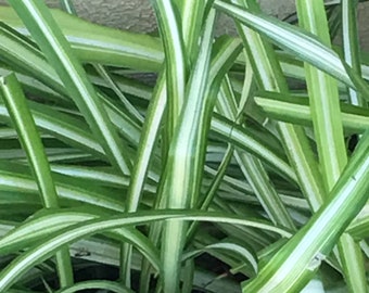 Spider Plant, Variegated NASA approved for cleaning air! Sent bare root, Easy to grow and produces pups!