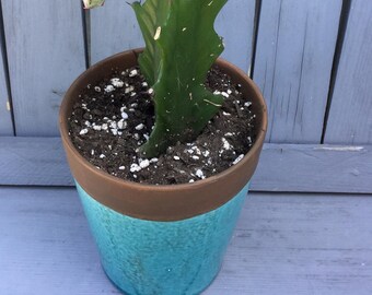 Ceramic POT, Aqua Blue, approx 10” tall,  Top diameter is 5” base is 3 1/2, Plant shown is in listings in Cactus Section