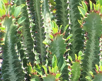 GREEN ROOTED Trigona, Jade Tiger Lucky Cactus, Live Cactus, Thick and Healthy, Grows to 8+ feet tall