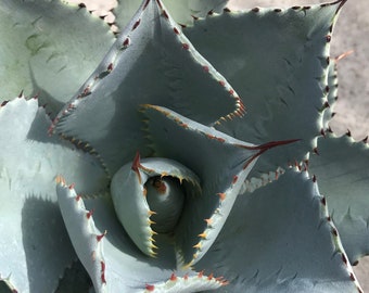 Dragon Toes, Various Sizes, Agave with Gray leaves with Red Tips, Grows approx. 1-2' High by 1-2' Wide, Rooted & Healthy