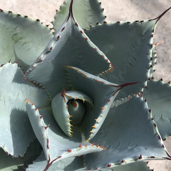 Dragon Toes, Various Sizes, Agave with Gray leaves with Red Tips, Grows approx. 1-2' High by 1-2' Wide, Rooted & Healthy