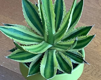 Agave Quadricolor, Cold Tolerant, Adult Height Grows  to 3' by 4' wide sized plant,  Gorgeous, Rooted, Sturdy,  & Healthy