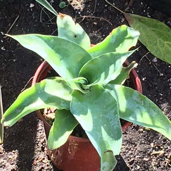 Set of 2 Agave, small-medium plants Medium green, Healthy and Rooted, Drought Resistant, wavy curled  leaves that forms a rosette