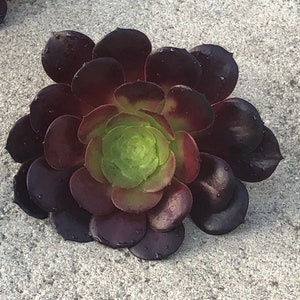 Set of Three, 3 Purple Cyclops Pinwheel Aeonium, Cuttings Various sizes, Heavy Succulent Plant, Drought Tolerant