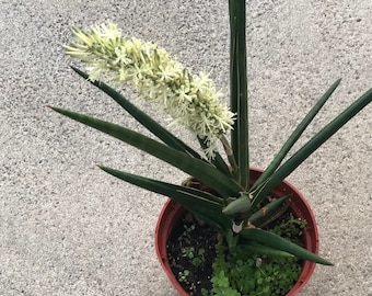 LARGER Starfish Cylindrical 20” Wide, Flowering Snake plant, Rooted Shade plant, Bally Star, NASA approved to clean air, and Easy to grow!