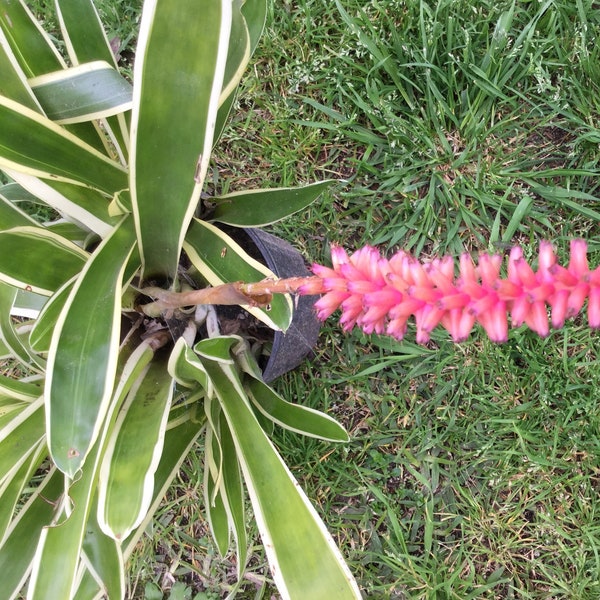 Bromeliad, Lucky Stripe Variegated, partial shade, Long green leaves, Healthy & Rooted, Approx. 20” tall