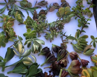 Set of sixty (60) Live Succulent Cuttings, Pick your Colors, Drought tolerant Low Maintenance, All pieces are at least 3- 4&quot; long